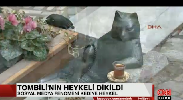 Cnn Türk Tombili Kedi