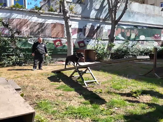 BAK Köpek Eğitimi