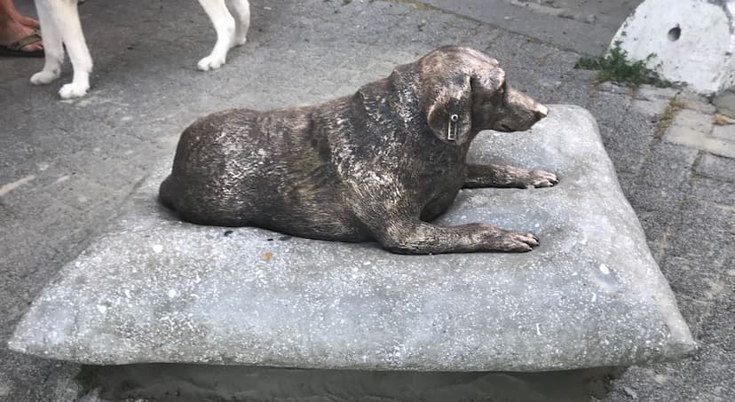 Kadıköy'den Sokak Hayvanlarına Vefa: Tarçın ve Tommy Unutulmadı