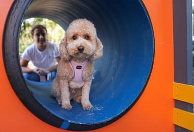 Hayvanları Koruma Günü’nde Kadıköy’de “Pati Park” Açıldı