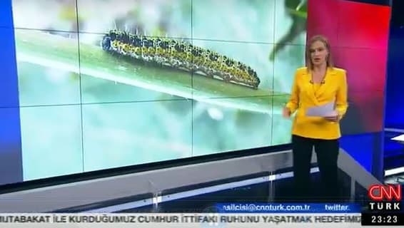 CNN Türk Kadıköy'de tırtıl ile mücadele