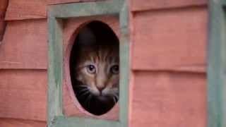 Soğuk Havalarda Minik Dostlarımız için Köşkler ve Mamalar